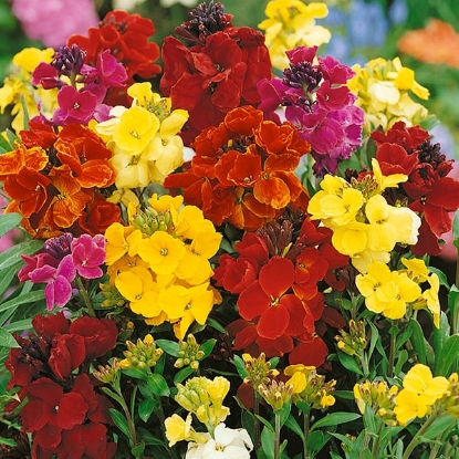 Picture of Wallflower Bedder Varieties - Crown Mixed